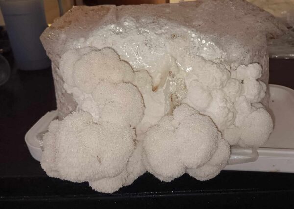 Lavlja Griva - Set za Uzgoj Gljiva (Hericium erinaceus) - Slika 2