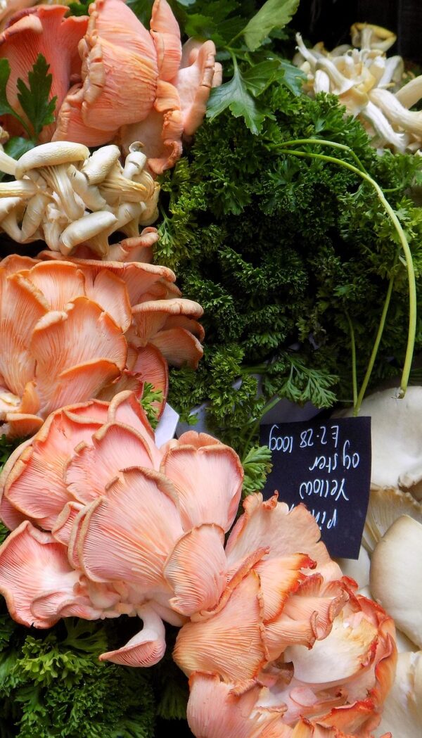 mushrooms, oyster mushrooms, market