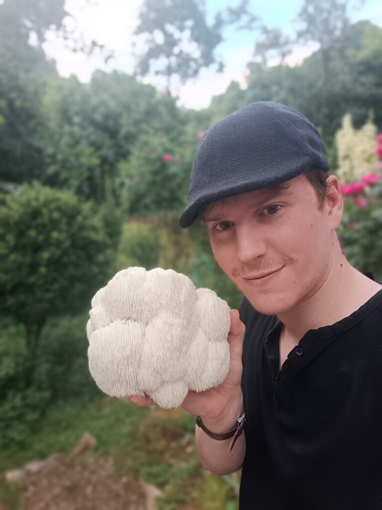 Lavlja griva ( resasti igličar , Lion's mane)